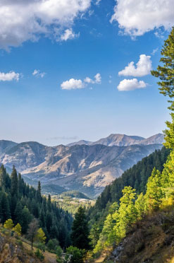 Mushkpuri top